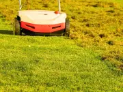 Easy Way to Banish Lawn Moss with One Simple Item