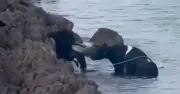Eight cows rescued after cliff fall in Anglesey rescue mission