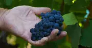 English Wine Set for 'Genuinely Superb' Vintage After Sunny Summer