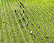 English winemakers expect 'vintage year' after record heat