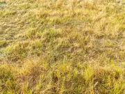 Epsom salts: the bathroom item to revive a yellow lawn