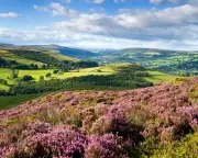 Eyam Moor handed to wildlife trust as haven for biodiversity