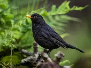 Feed Blackbirds Pears in October to Keep Them Flocking to Your Garden