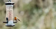 Feed Robins This Kitchen Cupboard Snack to Keep Them in Your Garden