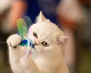 Feline Oscars: Romania International Cat Show Draws 200 Cats in Bucharest