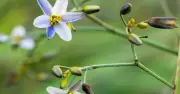 Five drought-tolerant plants to grow before next summer, experts say