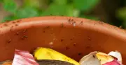 Five steps to banish fruit flies from your home this September