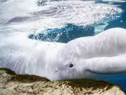 Fourth beluga dies after rescue from closed Canadian aquarium