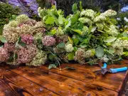 Gardener settles debate on pruning hydrangeas in September
