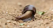 Gardener shares garlic trick to keep snails out of your garden for good