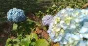 Gardener warns against common hydrangea pruning mistake in September