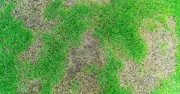 Gardener's 3 simple steps to fix patchy lawns this September