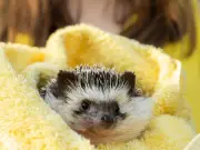 Gardeners can save baby hedgehogs this autumn by leaving one thing out