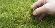 Gardeners must complete 1 task before October for thicker, greener lawns