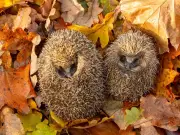 Gardeners told to leave vital item out for baby hedgehogs this autumn