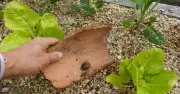 Gardeners urged to act now to stop 5 common pests invading gardens this winter
