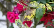 Gardeners urged to check roses for black spot before temperatures drop