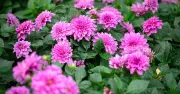 Gardeners urged to deadhead dahlias for autumn blooms