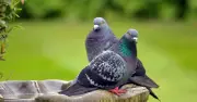 Gardeners urged to hang tin foil in gardens to keep pigeons away