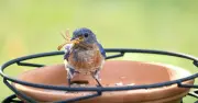 Gardeners urged to leave 5 foods on bird tables in September