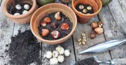 Gardeners urged to plant daffodil bulbs this weekend for spring display