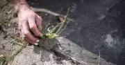Gardeners urged to pour vodka on their patio this month