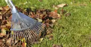 Gardeners urged to scarify lawns this autumn for healthier grass