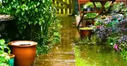 Gardeners urged to use eggshells to protect plants from slugs and snails