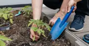 Gardens 'fuller' and 'more colourful' by completing 'free' job before December 1