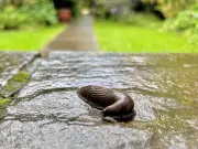 Garlic Water Spray 'Instantly Repels' Slugs and Snails, Gardener Says