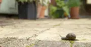 Garlic water spray repels slugs and snails from gardens, gardeners say
