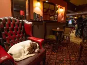 Glasgow's Church on the Hill Named Scotland's Most Dog Friendly Pub