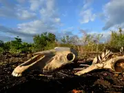 'Godzilla' El Nino forecast to cause 450,000 excess deaths