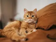 Government to axe needless consultations after cat microchipping delays