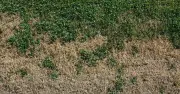 Grass expert: brown lawns can recover in weeks with proper care