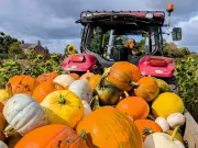 Greater Manchester pumpkin patch named among UK's best at £6 a car