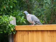 Hang tin foil in your garden to deter pigeons, experts say