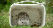 Hedgehog Safety: Key Bin Day Steps to Protect Them
