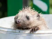 Hedgehog Safety Tips: Bin Day Risks and Garden Hazards