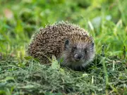 Hedgehogs: 13cm fence gap rule to see them in your garden