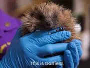 Hedgehogs 'vulnerable to extinction' but one garden change can help