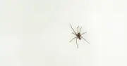 Homemade peppermint spray 'actually works' to repel spiders from homes