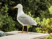 How to keep seagulls away from your garden safely