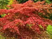 Japanese maples: Add this natural item to soil now for prettier autumn