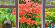 Japanese maples thrive with 1 natural item in the soil