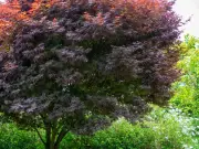 Japanese maples: vital soil addition for autumn and winter health