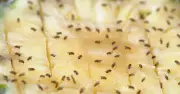 Keep fruit flies out of the kitchen by sprinkling 89p ingredient around bins