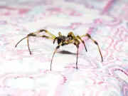 Keep giant spiders out of homes in October by placing 1 item near entry points
