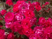 Keep Roses Blooming Longer: 3-Minute September Watering Job