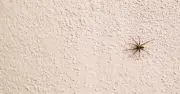 Keep spiders away with 2-ingredient hack – not peppermint oil